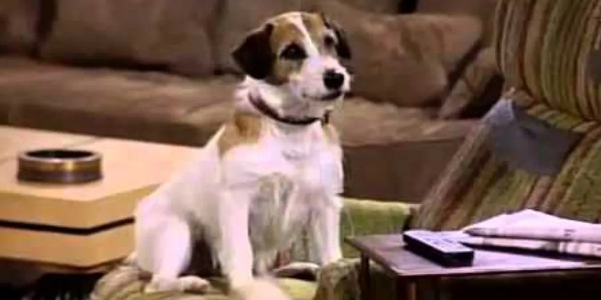 10 Most Charismatic TV Pets