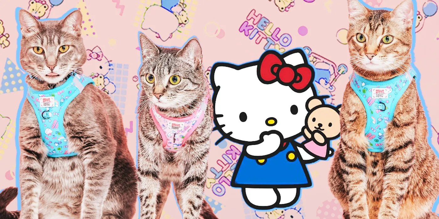 Hello Kitty's RealLife Cat Collection Arrives at America's Biggest Pet