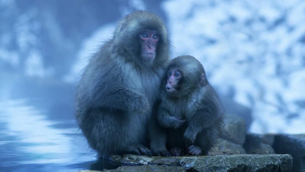 Best Netflix Nature Documentaries for Chilling Out