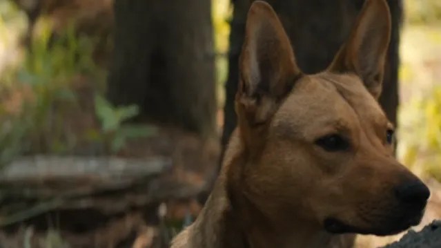 Prey Lets the Dog Live — And Help Save the Day