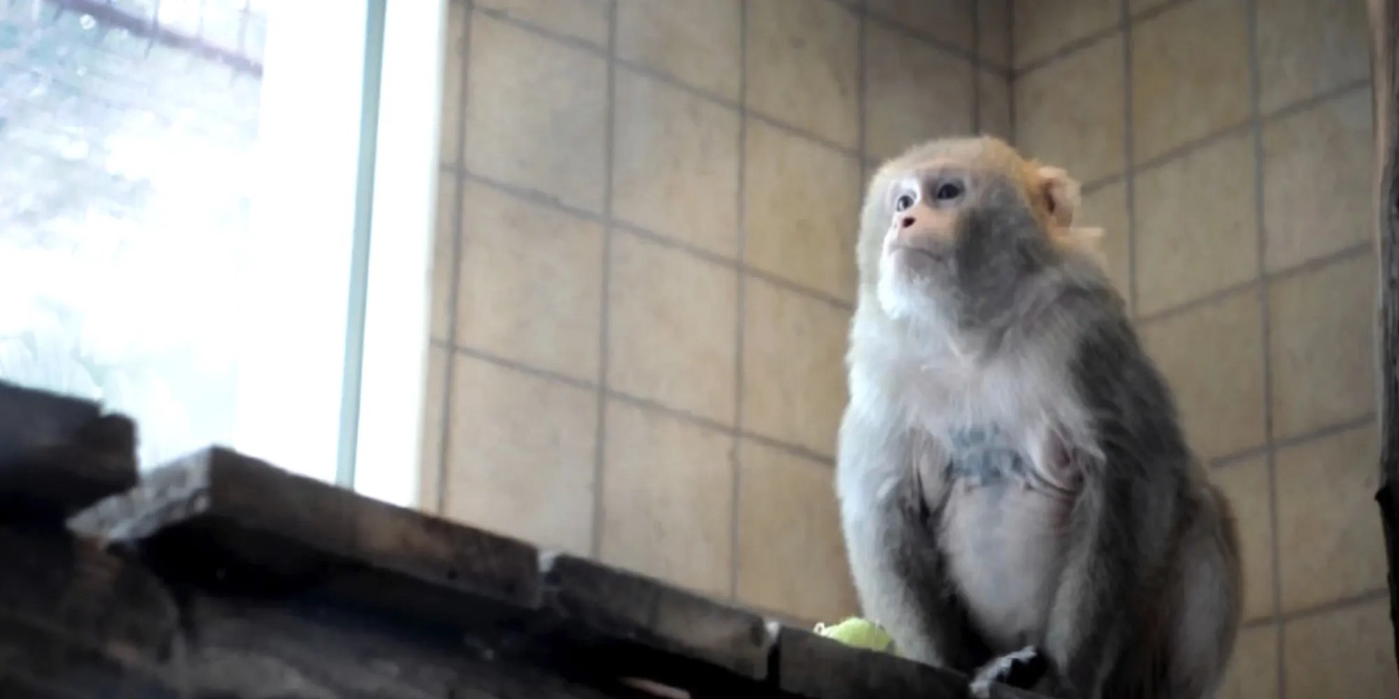 10 Animal Documentaries That Exposed Animal Cruelty, From ‘Blackfish