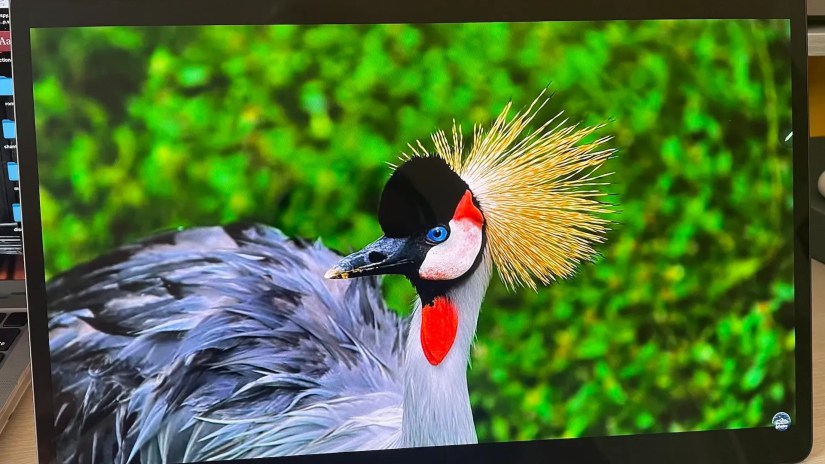 A wild bird on the Lenovo Tab Extreme.