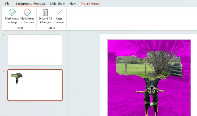 A PowerPoint slide containing an image of a dog. Part of the image background has turned to a translucent purple color, indicating which part of the background is to be removed.