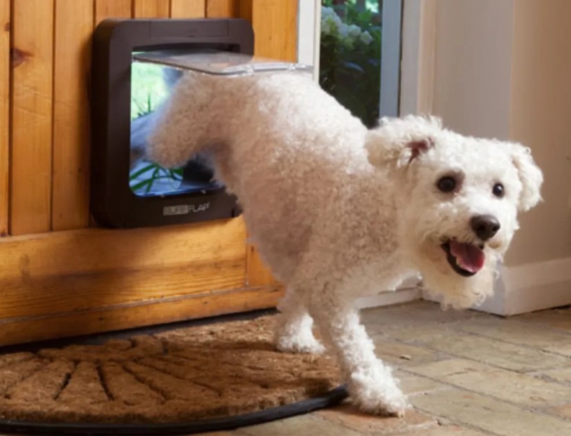 White dog exiting a home through the SureFlap Smart Pet Door.