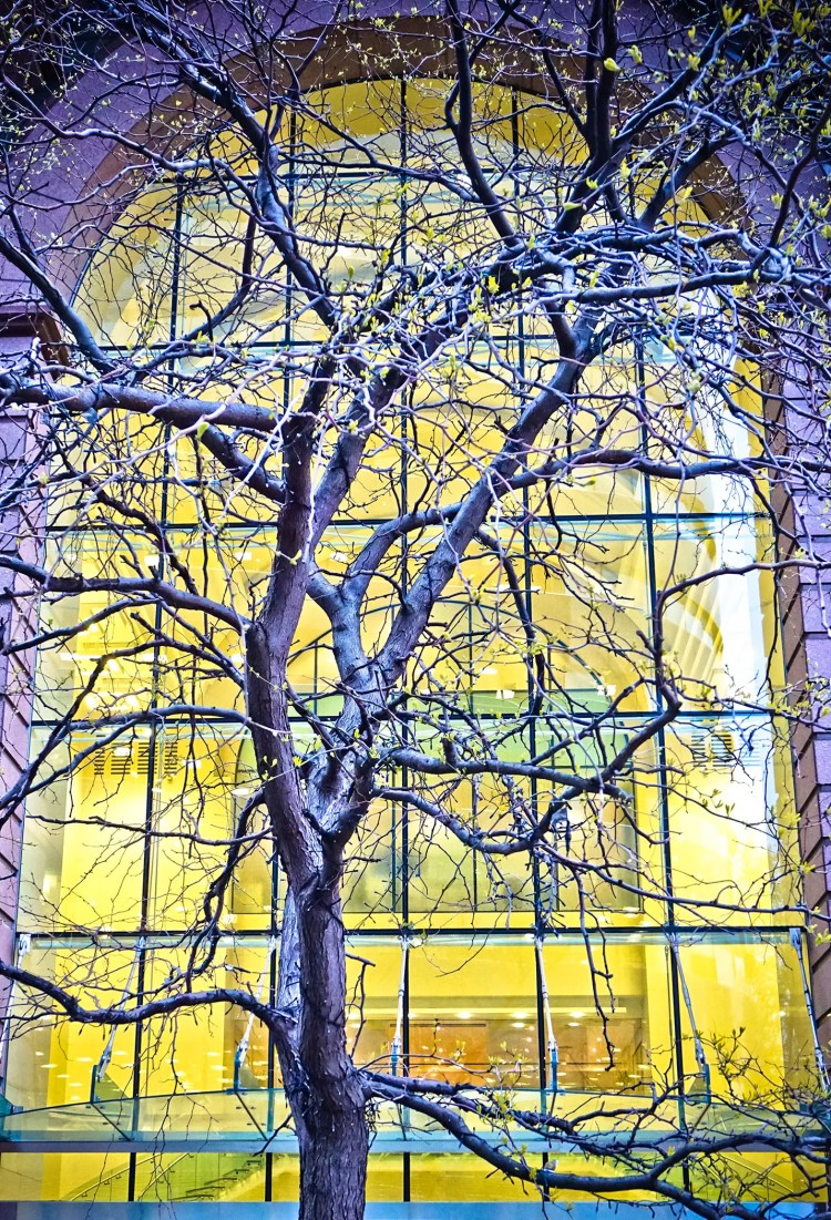 A bare winter tree in front of the yellow light from a large window