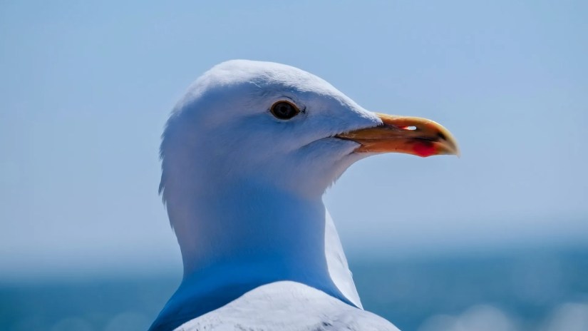 Close up photo of a seagull.