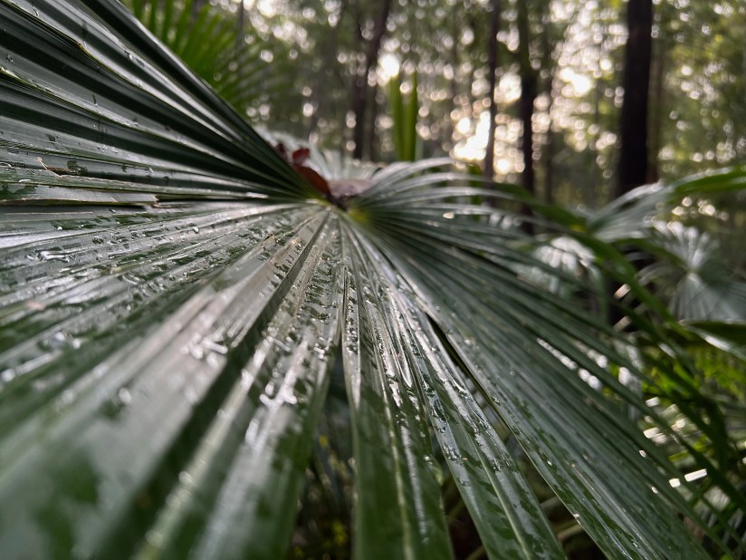 A fan palm shot on an iPhone 13 Pro.