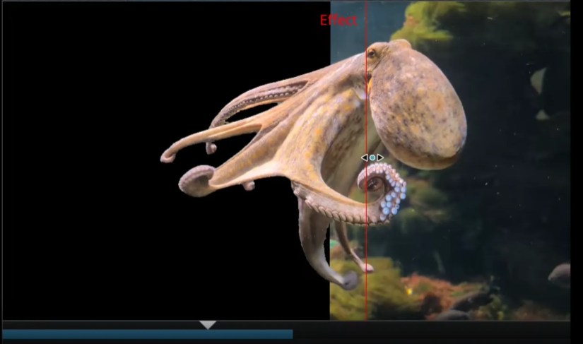 A frame from a video of an octopus in Kdenlive where object segmentation is being used to remove a background.