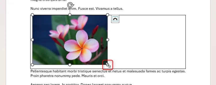 An image in a table in Microsoft Word being resized via the corner handle.