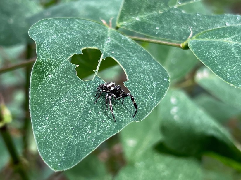 Macro shot of a jumping spider shot on an iPhone 13 Pro.