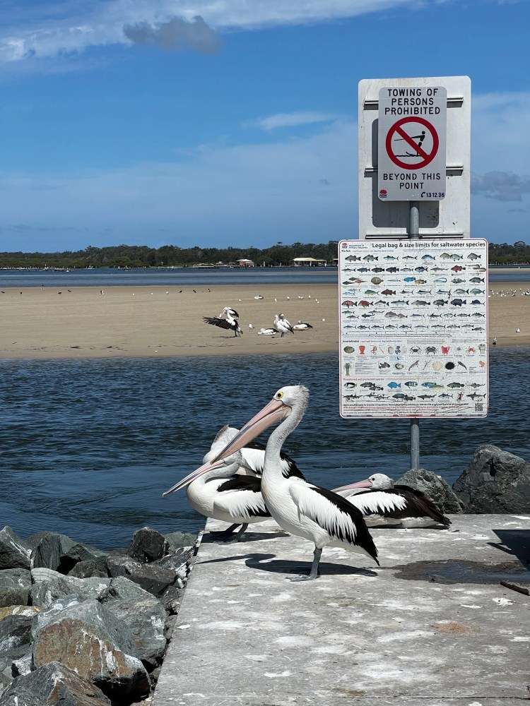 Pelicans shot on an iPhone 13 Pro.