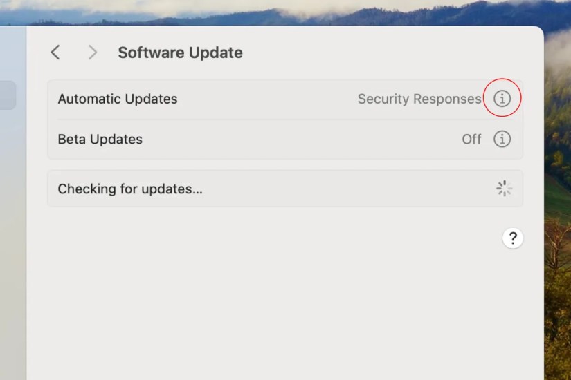 Screenshot of the software update section in macOS with a circle around the &ldquo;i&rdquo; button next to Automatic Updates.