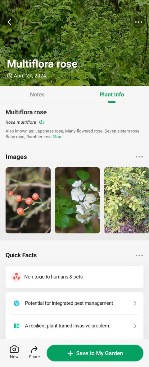 Multiflora rose pictures in the PictureThis Android app.