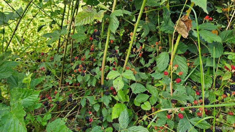 Native berries found growing in the wild.