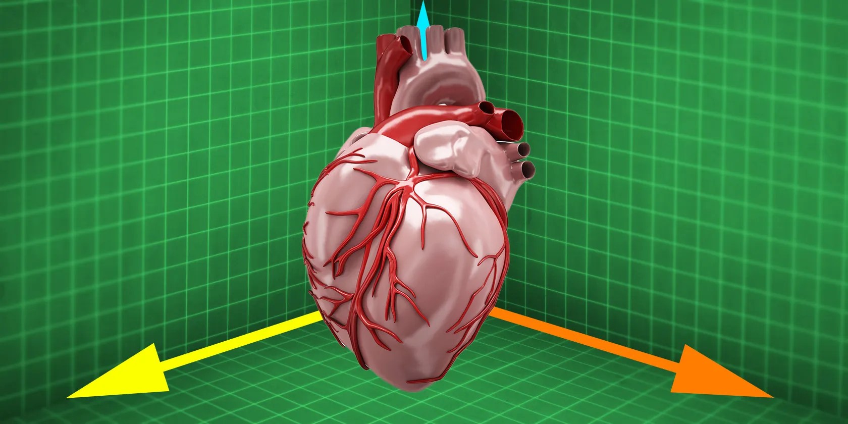 Where to Download HighQuality 3D Anatomy Models