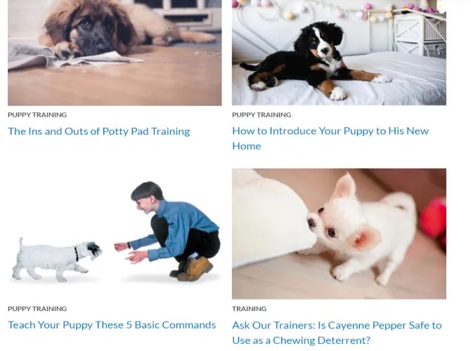 The 5 Best Free Online Dog Training Courses to Teach Your Pup New Tricks