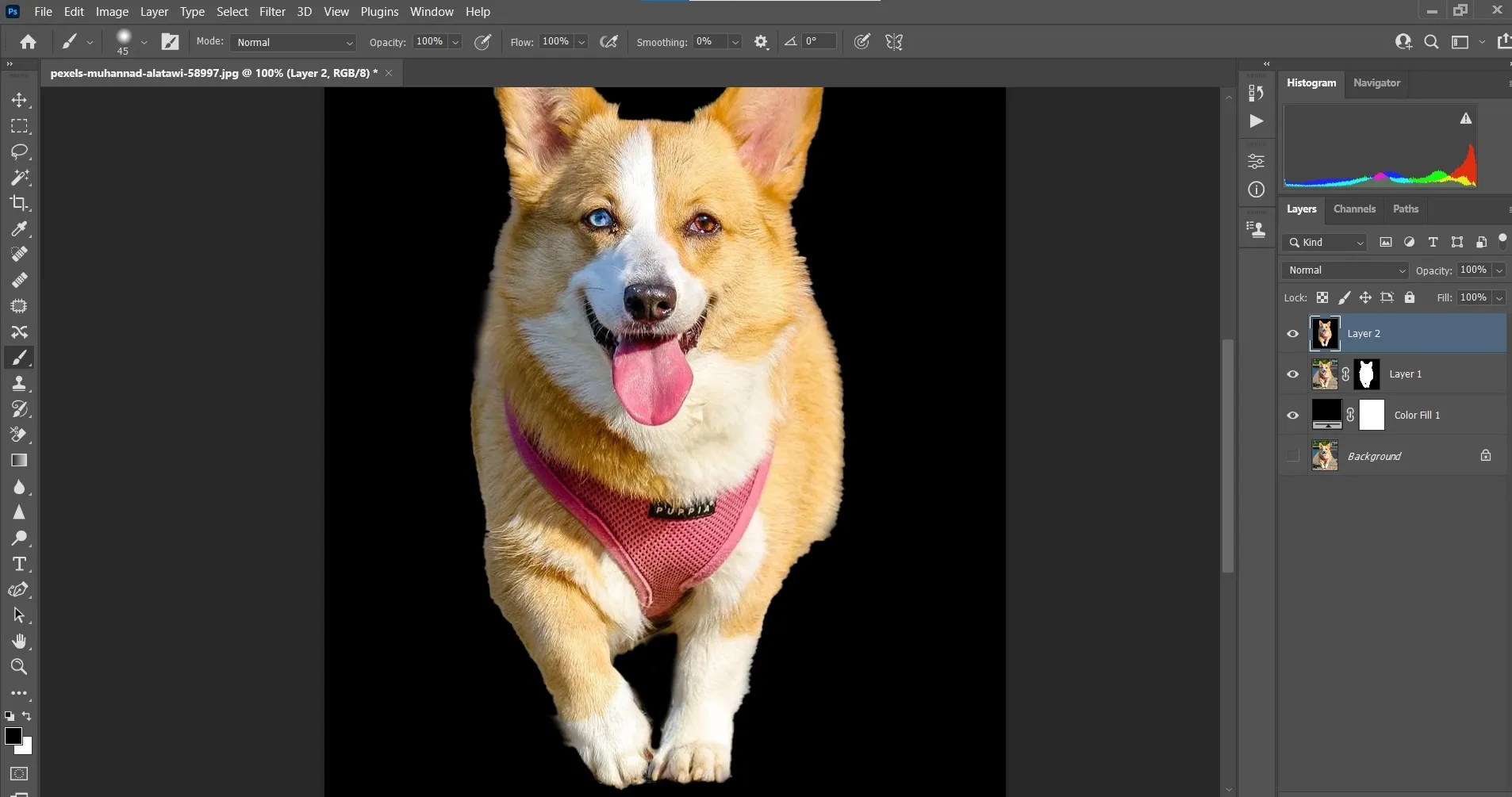 How to Turn Your Pet Photos Into Works of Art in