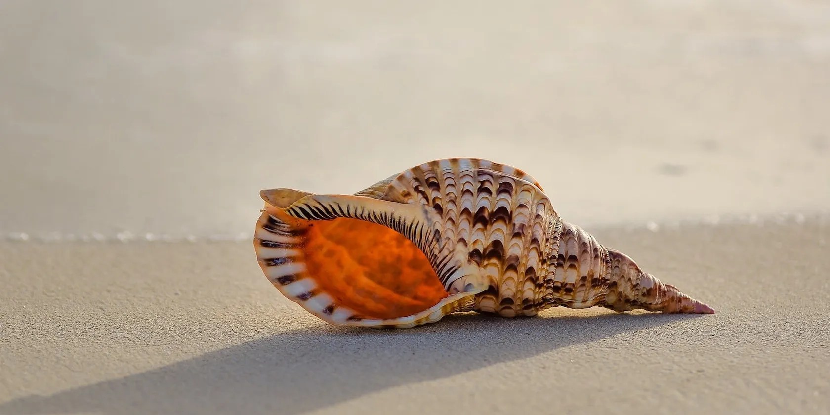 How to Change the Default Shell on Linux With chsh