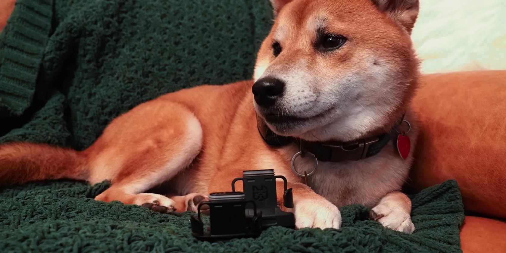 Wagz Freedom Smart Dog Collar Review: Shock-Free Geofencing for Your Dog