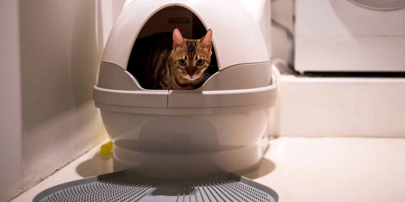 The Best Smart Pet Gadgets