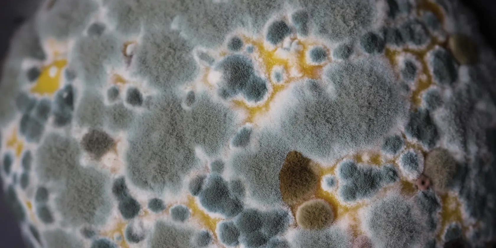 No, Rice Doesn't Fix Water Damage—Here's What You Should Actually Do