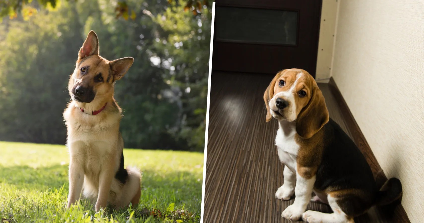 TSA Will Now Use 'FloppyEared Dogs' Because PointyEared