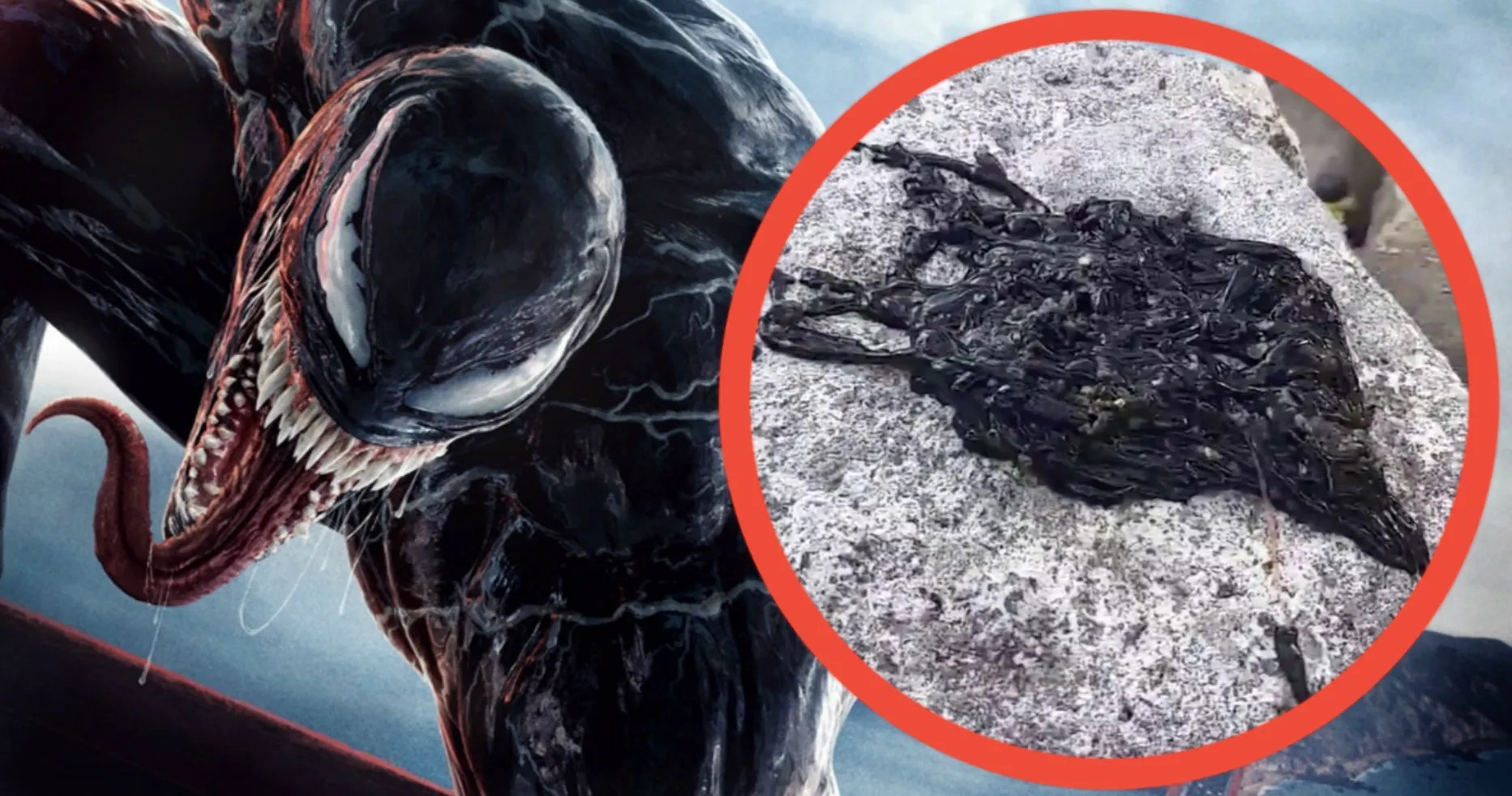 Real Venom Symbiote Discovered in Viral Video Has the Freaking Out