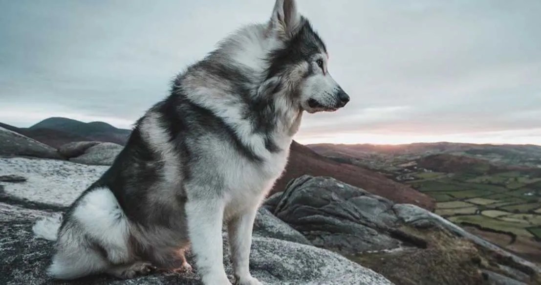Game of Thrones Direwolf Odin Dies After Battle with Cancer