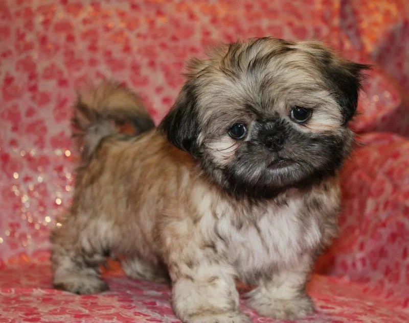 Shih Tzu Puppies for sale in the Dallas Ft. Worth area of Texas.