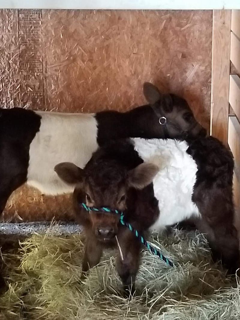 Calves for Sale Belted Galloway Cows and Angora Rabbits