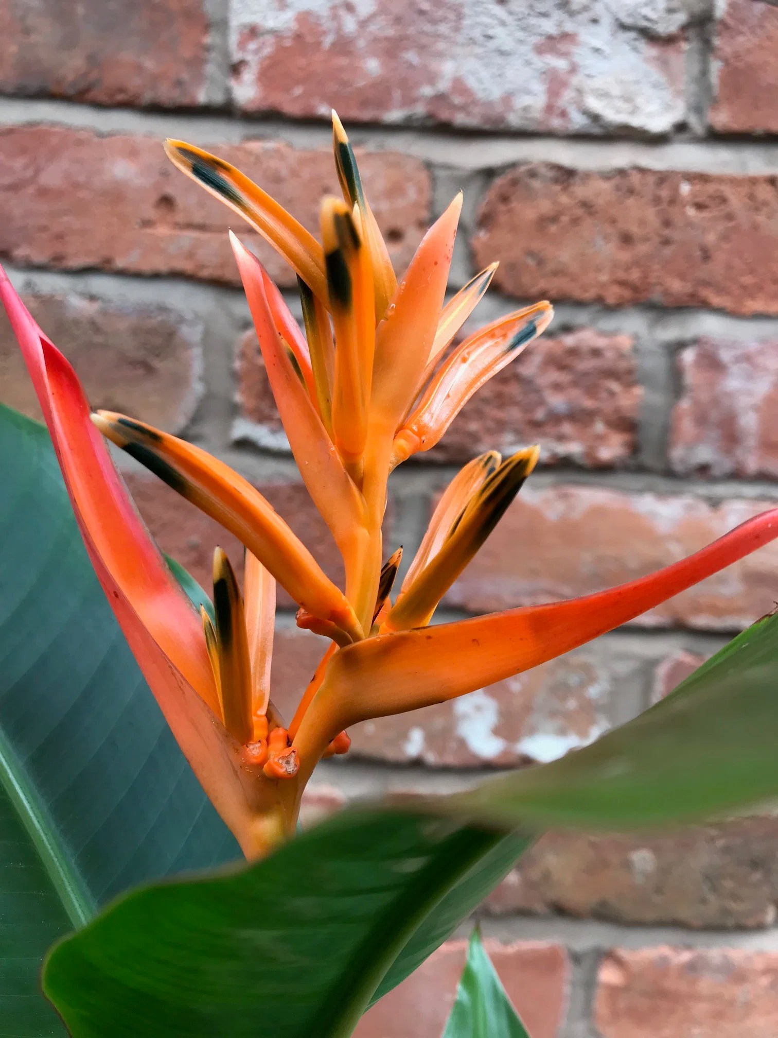 How to Grow Healthy Heliconia (False Bird of Paradise)