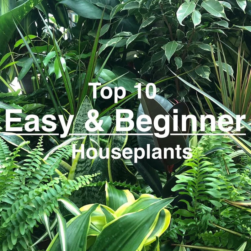 10 ACTUAL Easy Houseplants for Beginners THE HOUSEPLANT DOCTOR™