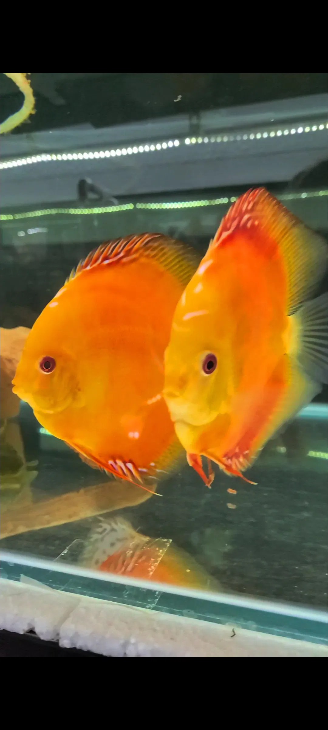 Clifton discus. Discus fish for sale uk. Stendker discus