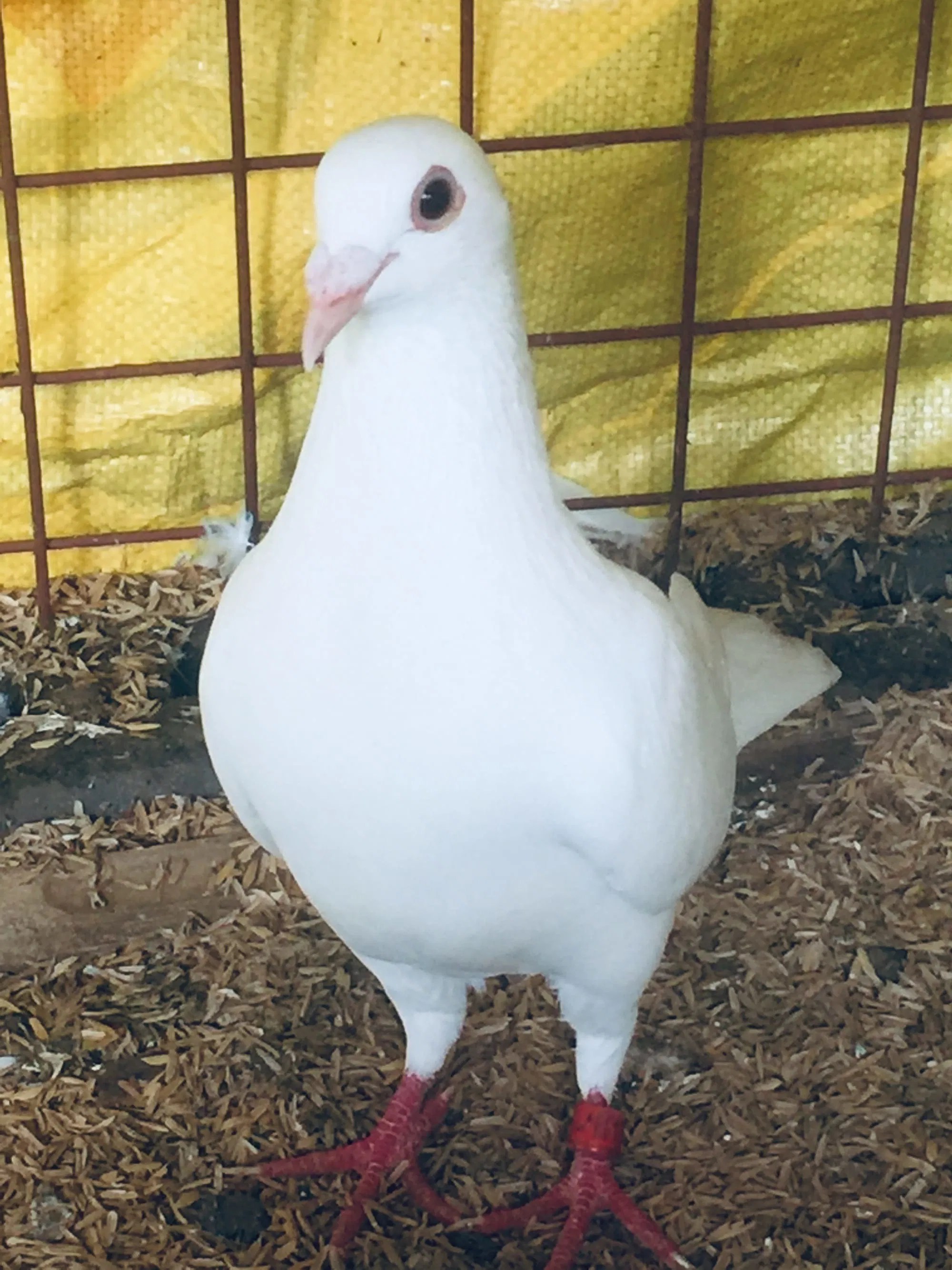 White Dove Release Philippines