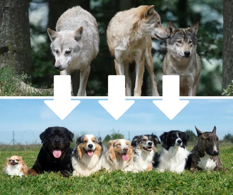 How Wolves Became Pet Dogs