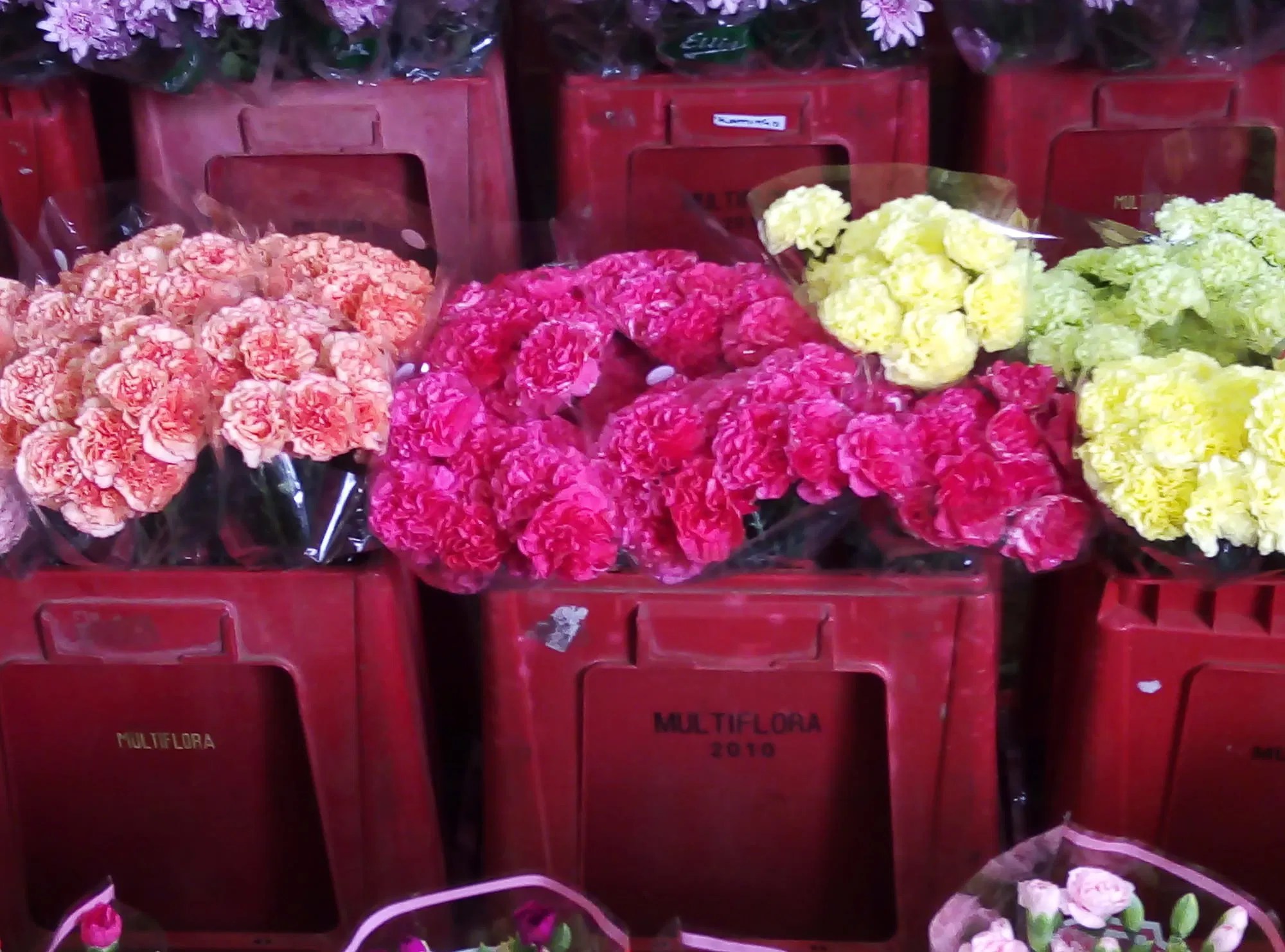 Multiflora Flower Market Johannesburg 2000 Best Flower Site