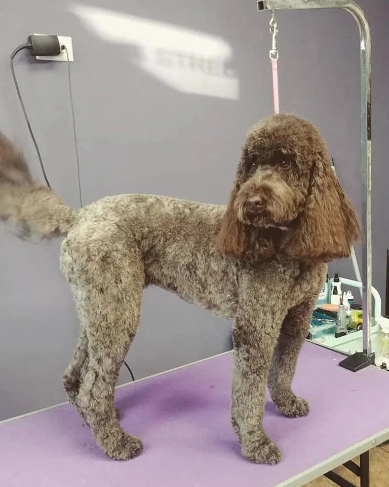 Dog training, grooming &amp;amp;amp; daycare