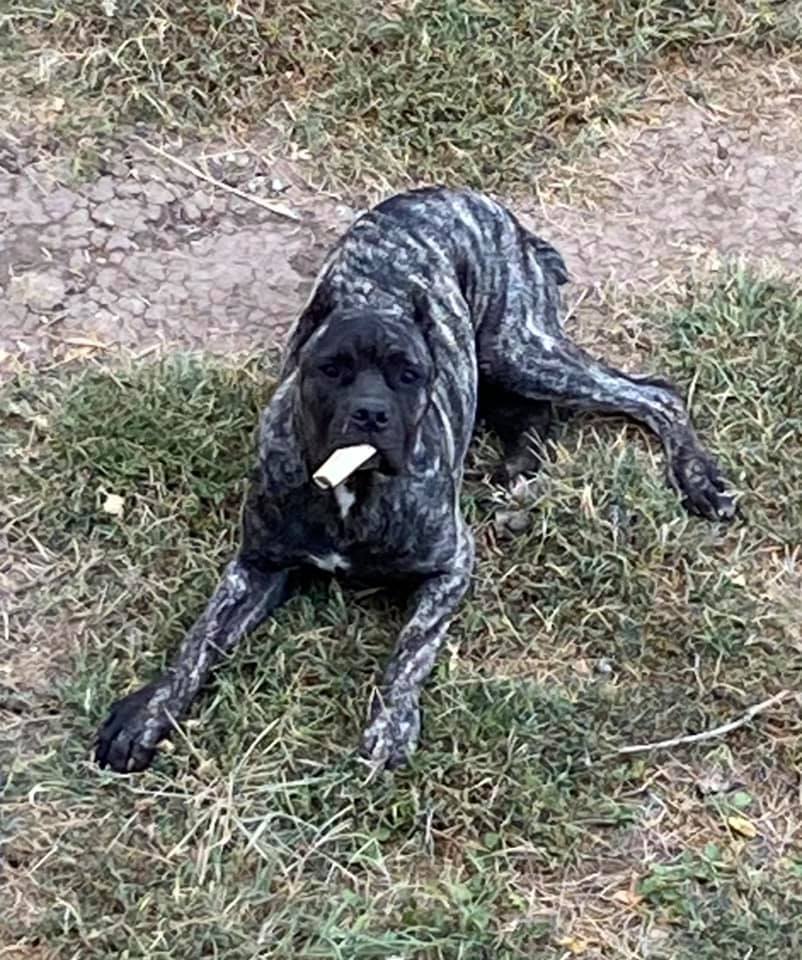 Killing Joke Cane Corsos