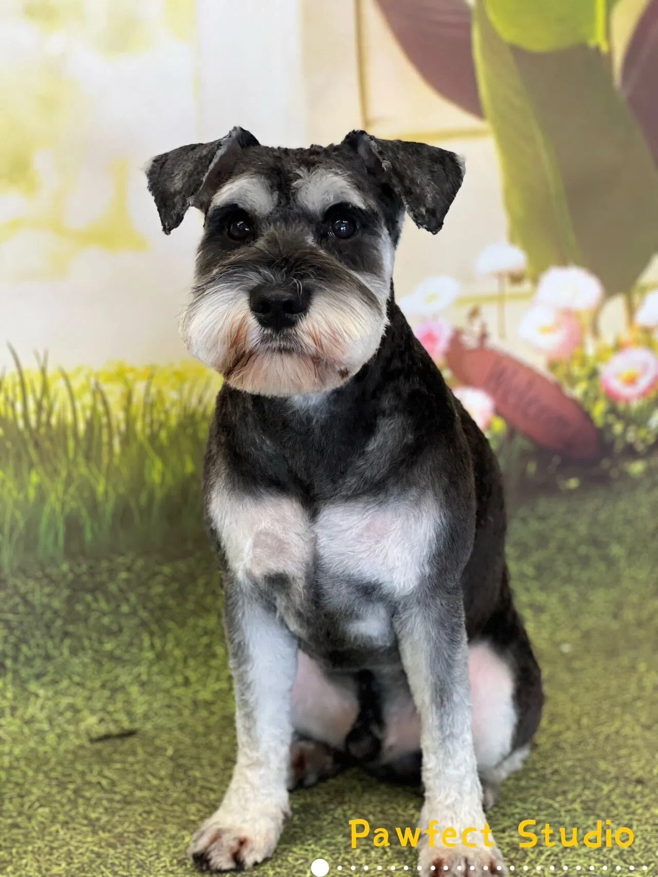 Professional Dog Grooming Auckland Pawfect Studio