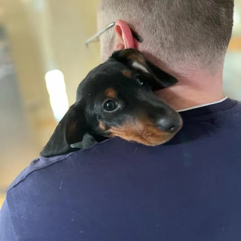 Hillcrest Doggy Daycare & Boarding