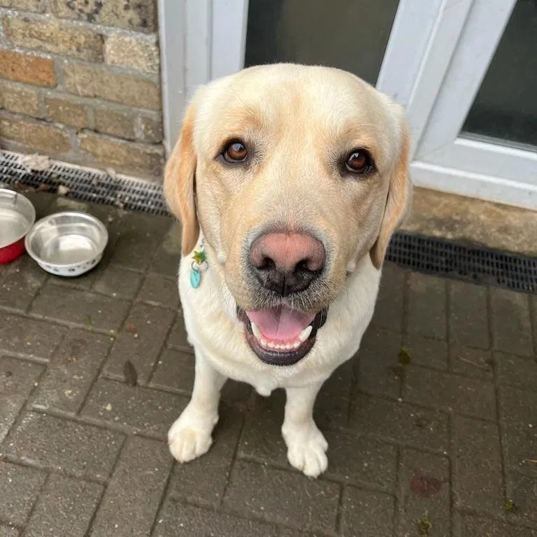 Hillcrest Doggy Daycare & Boarding