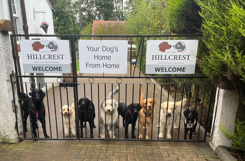 Hillcrest Doggy Daycare & Boarding
