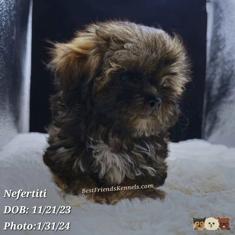 Victoria Best Friends Kennels