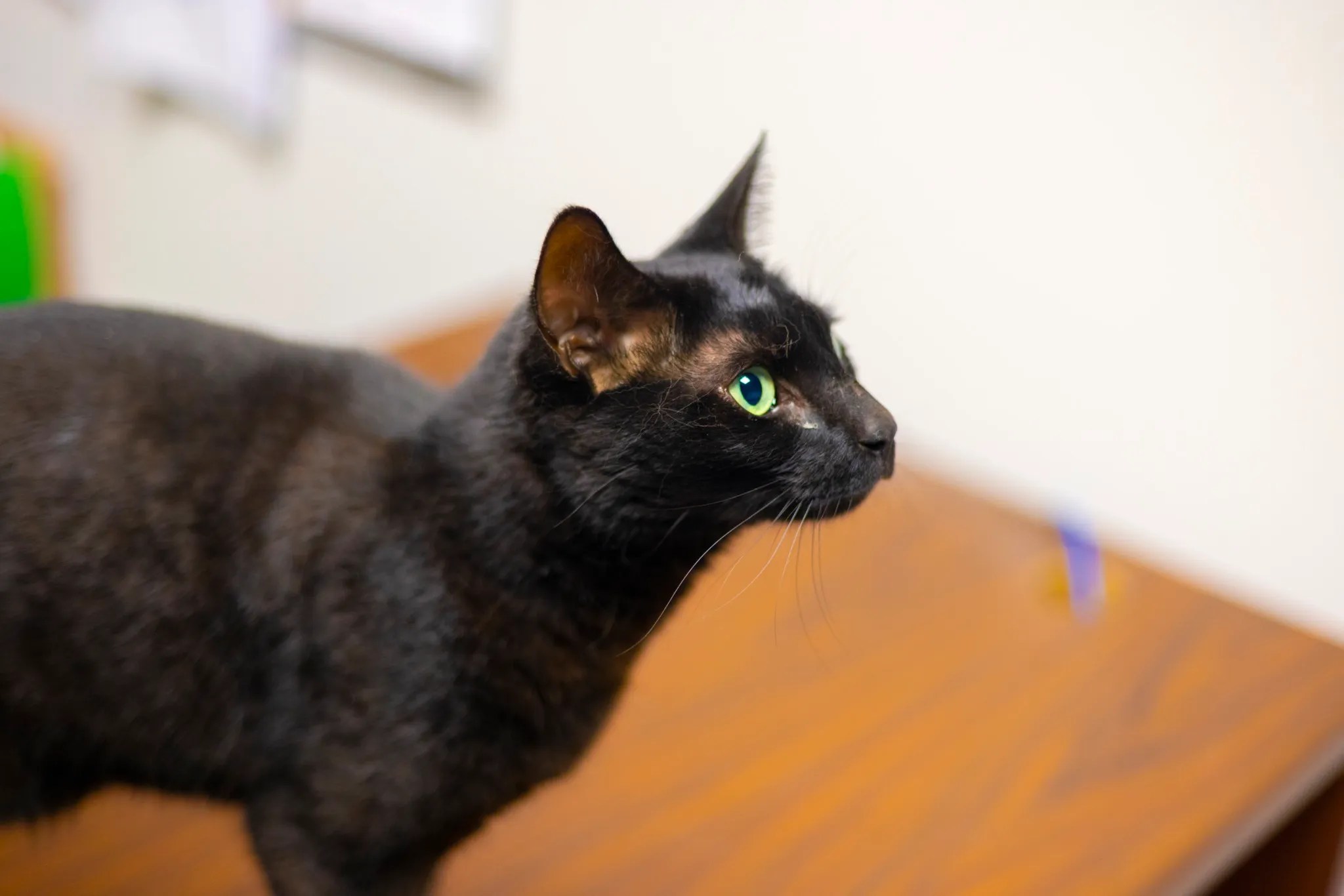 Missing Cat Caught At Boston Airport After 3 Weeks On The Run