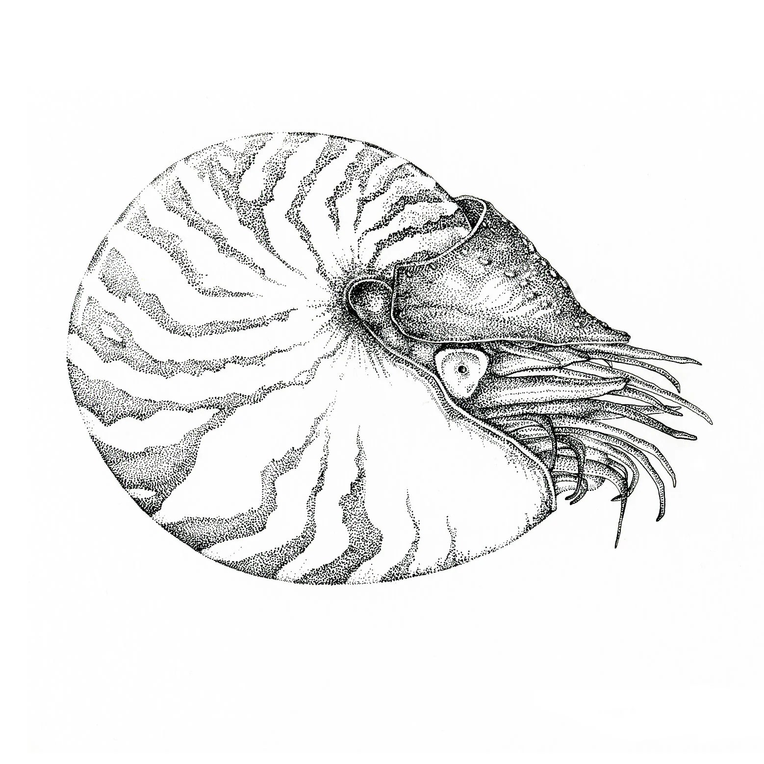 Stippling Illustration — Renee Phillips Design Stippling Illustration — Renee Phillips Design