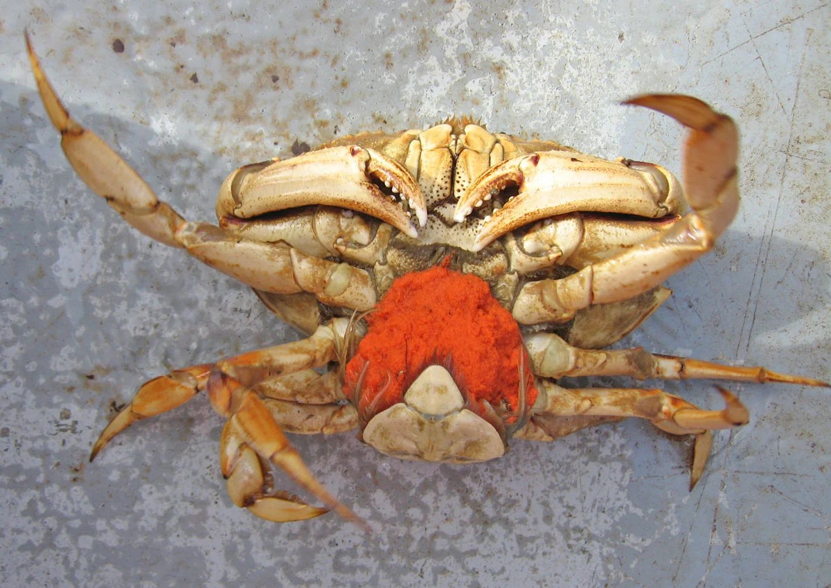 FISHING ARTICLES — Captain Fishing & Outdoor Videos Photos