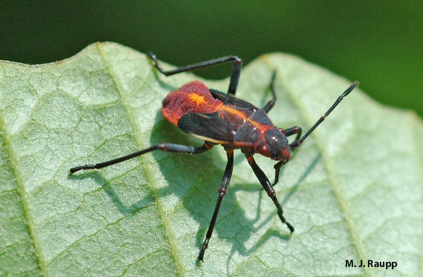 Boxelder bugs on the move, Boisea trivittatus — Bug of the Week