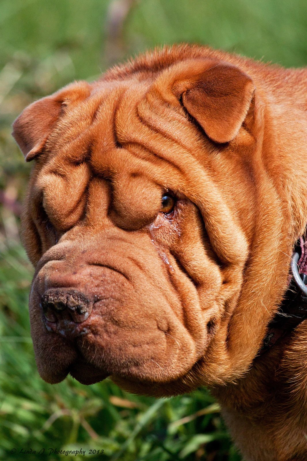 Mucinosis Why Some Dogs Wrinkle — arrfscarf