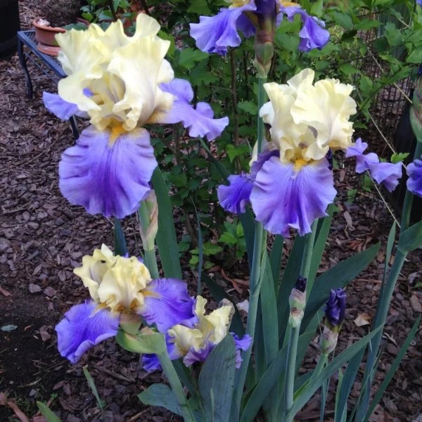 How to Easily grow Iris from Seed