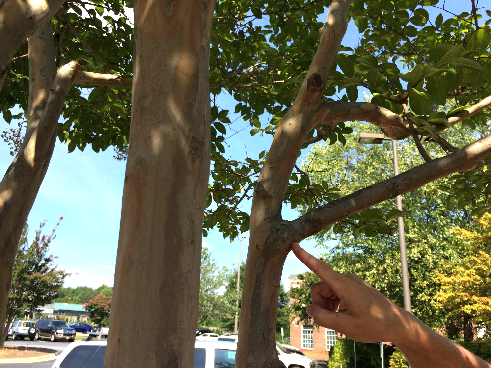 Should I Prune my Crape Myrtle in Fall?